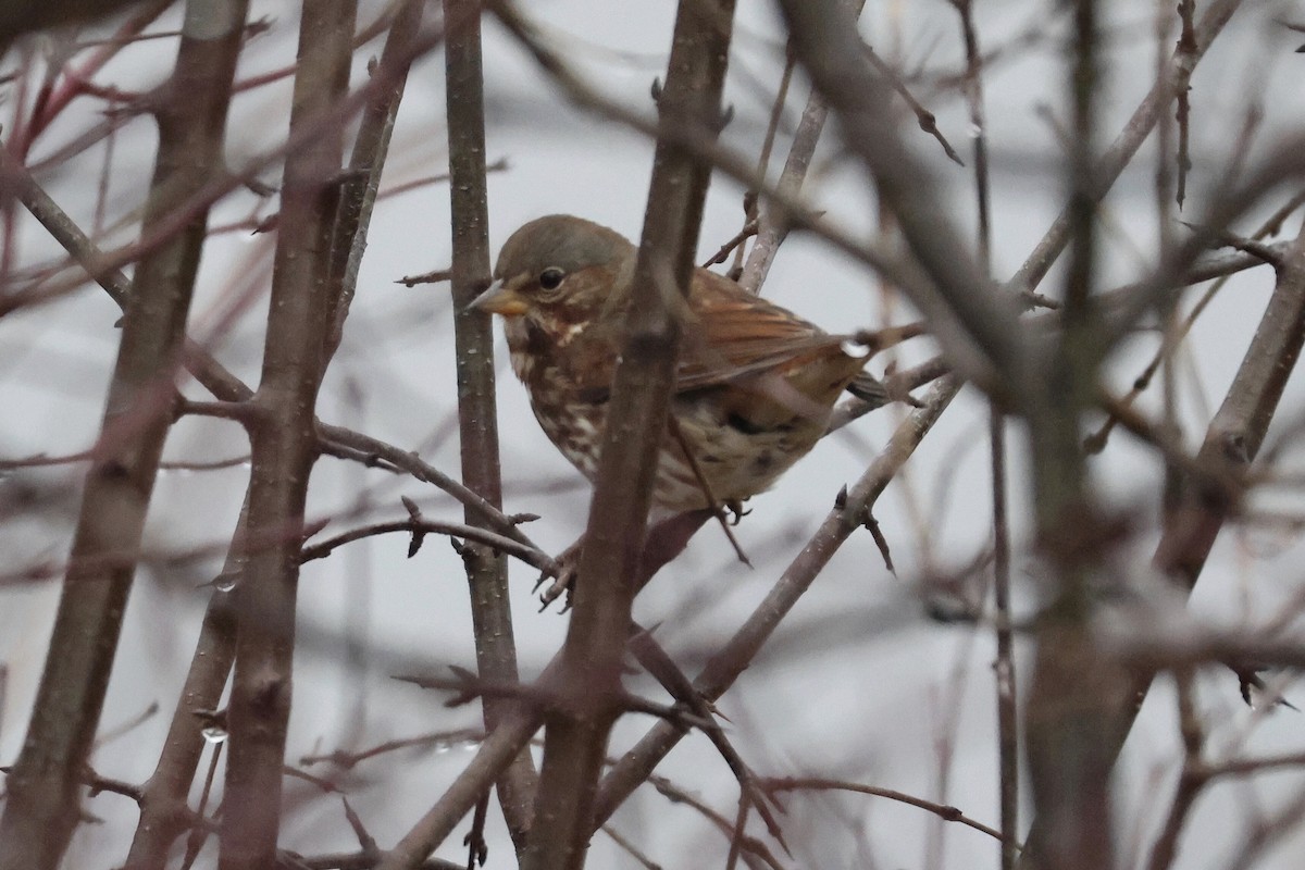 Fox Sparrow - ML645890054