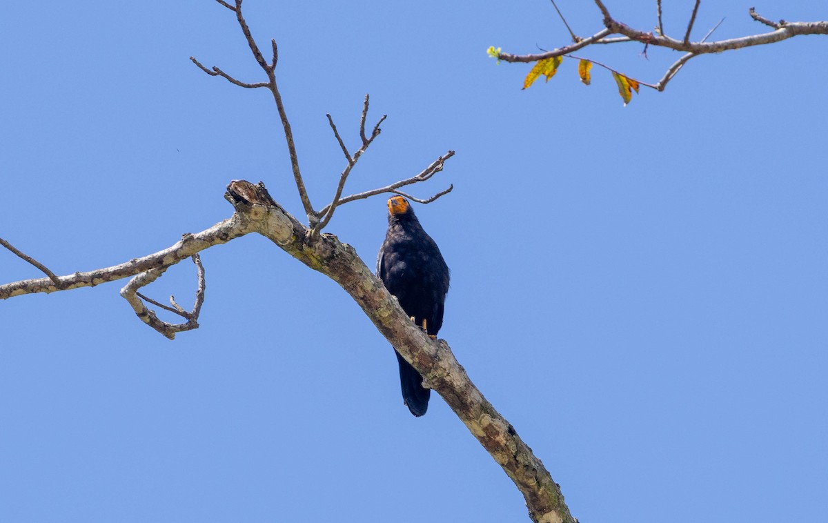 Siyah Karakara - ML645890068