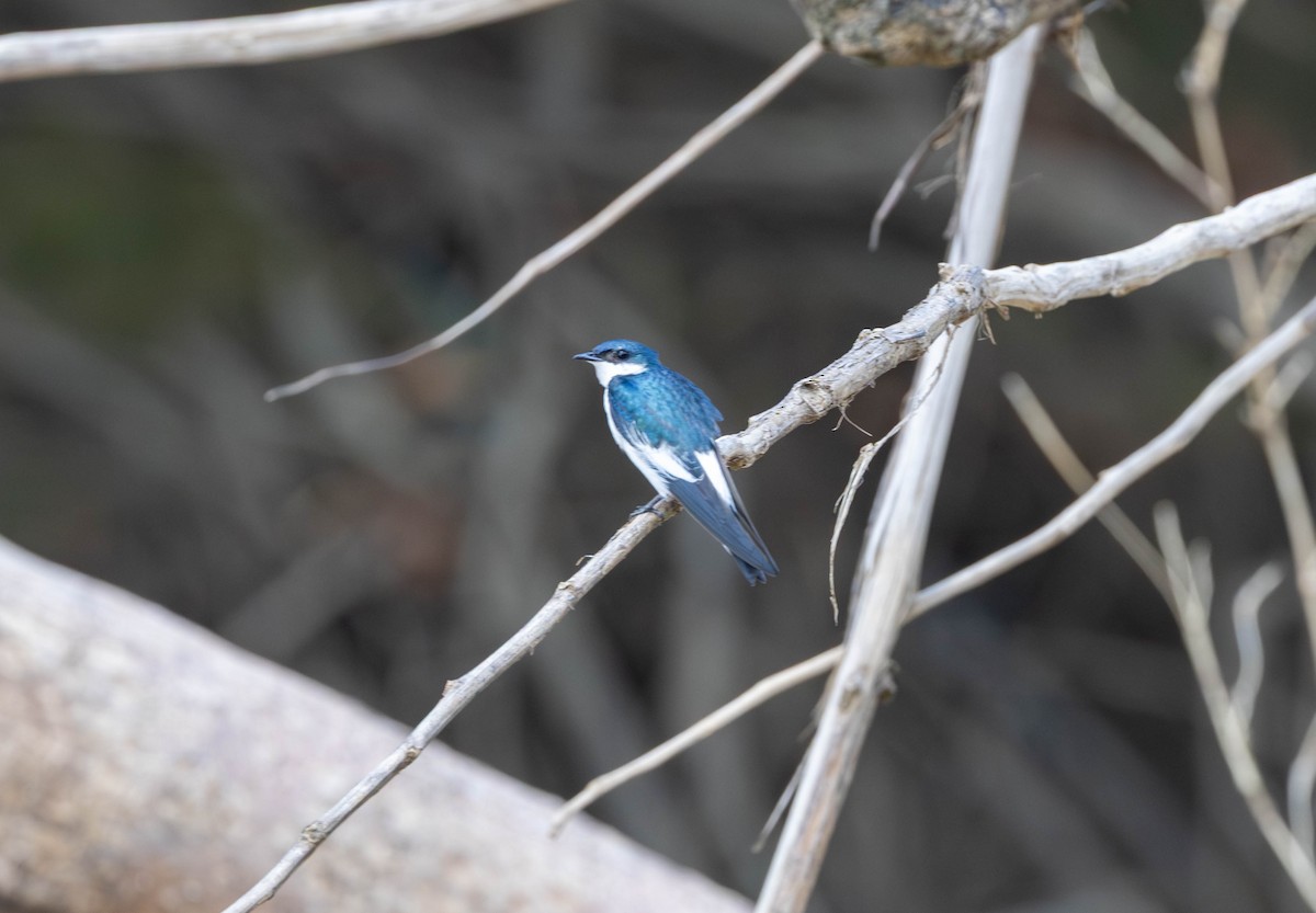 White-winged Swallow - ML645890075