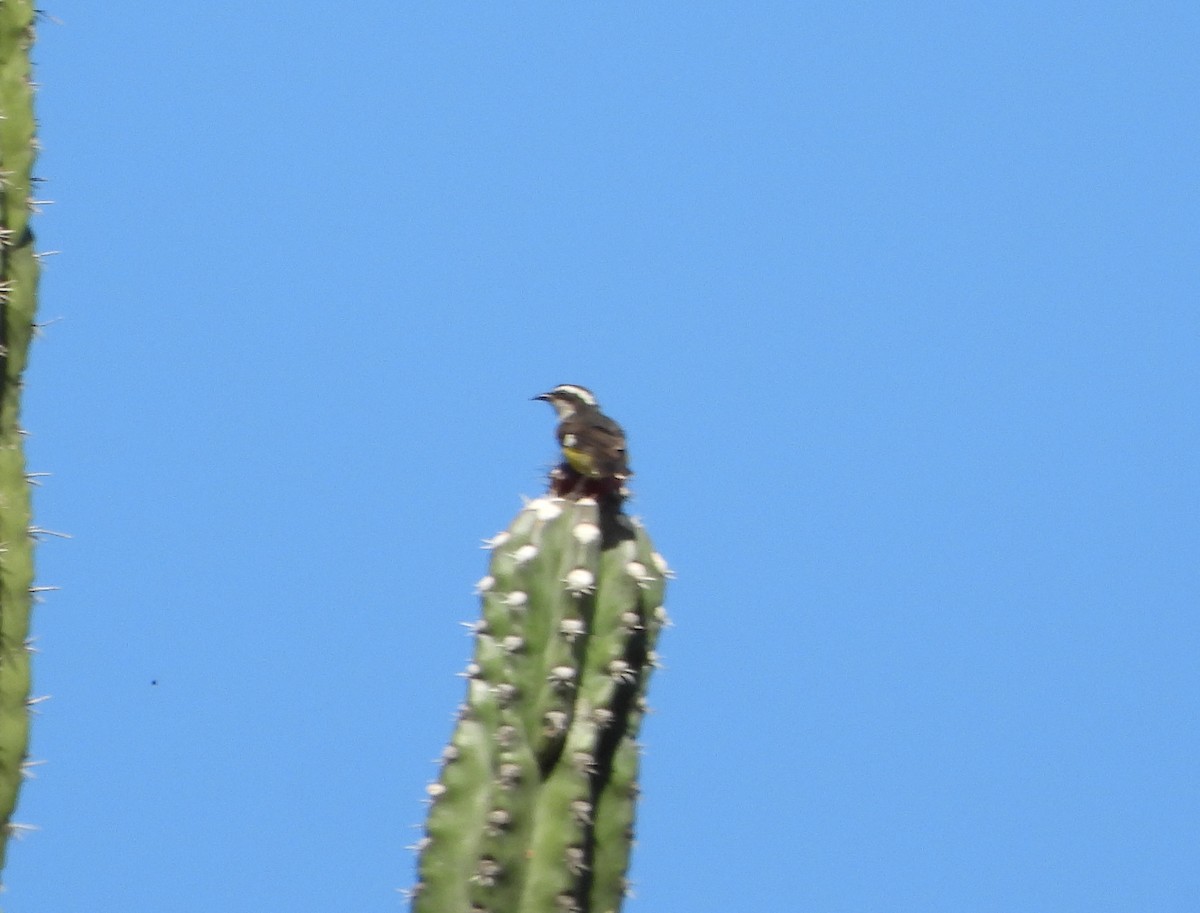 Bananaquit - ML645890082