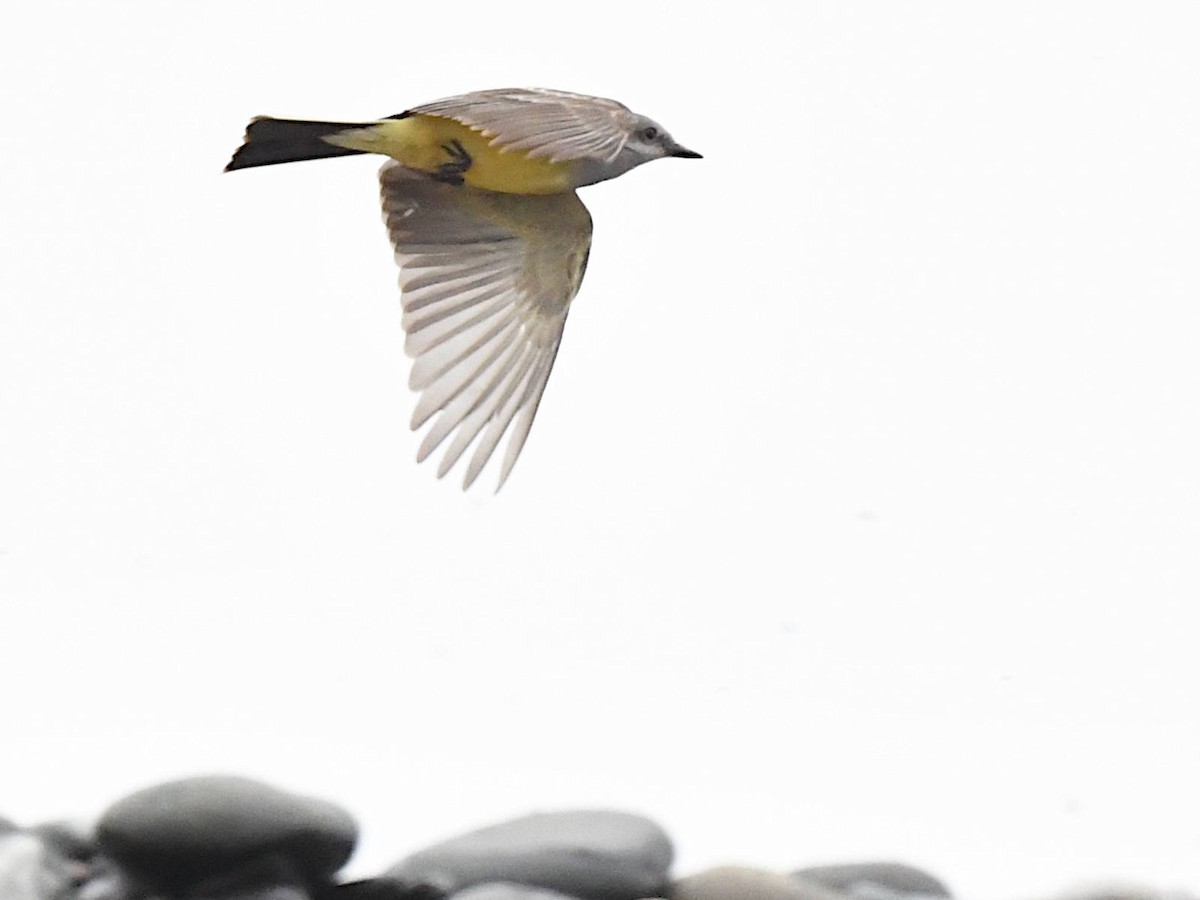 Western Kingbird - ML645890092