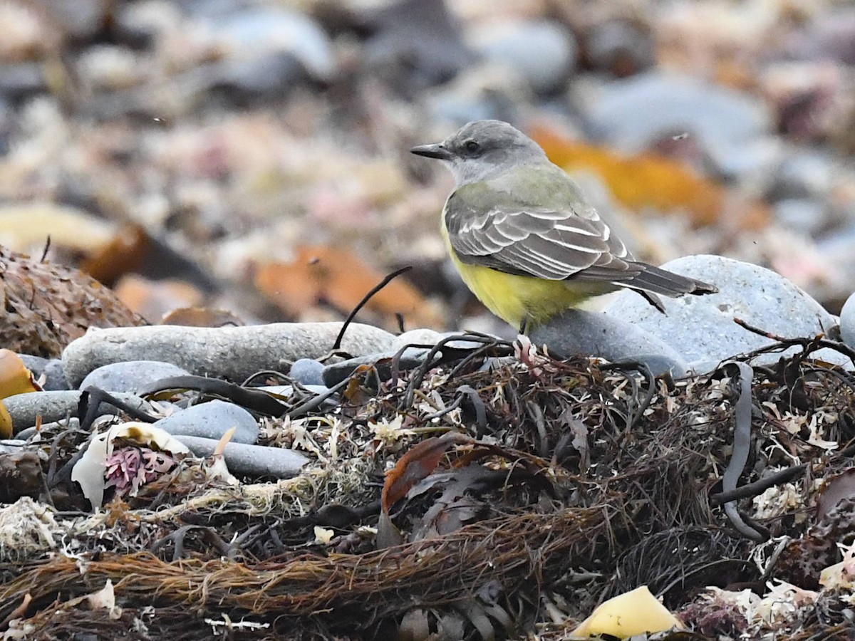 Western Kingbird - ML645890094