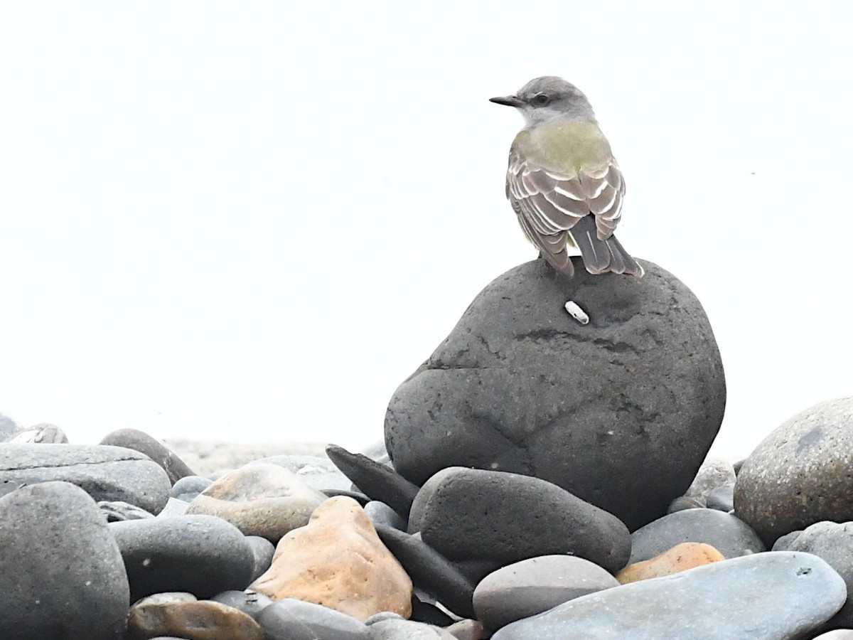 Western Kingbird - ML645890095
