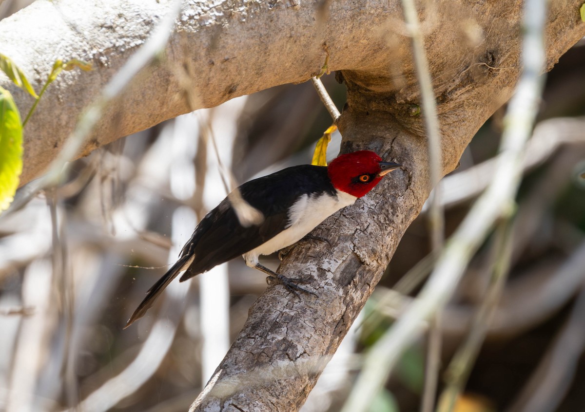 Red-capped Cardinal - ML645890103