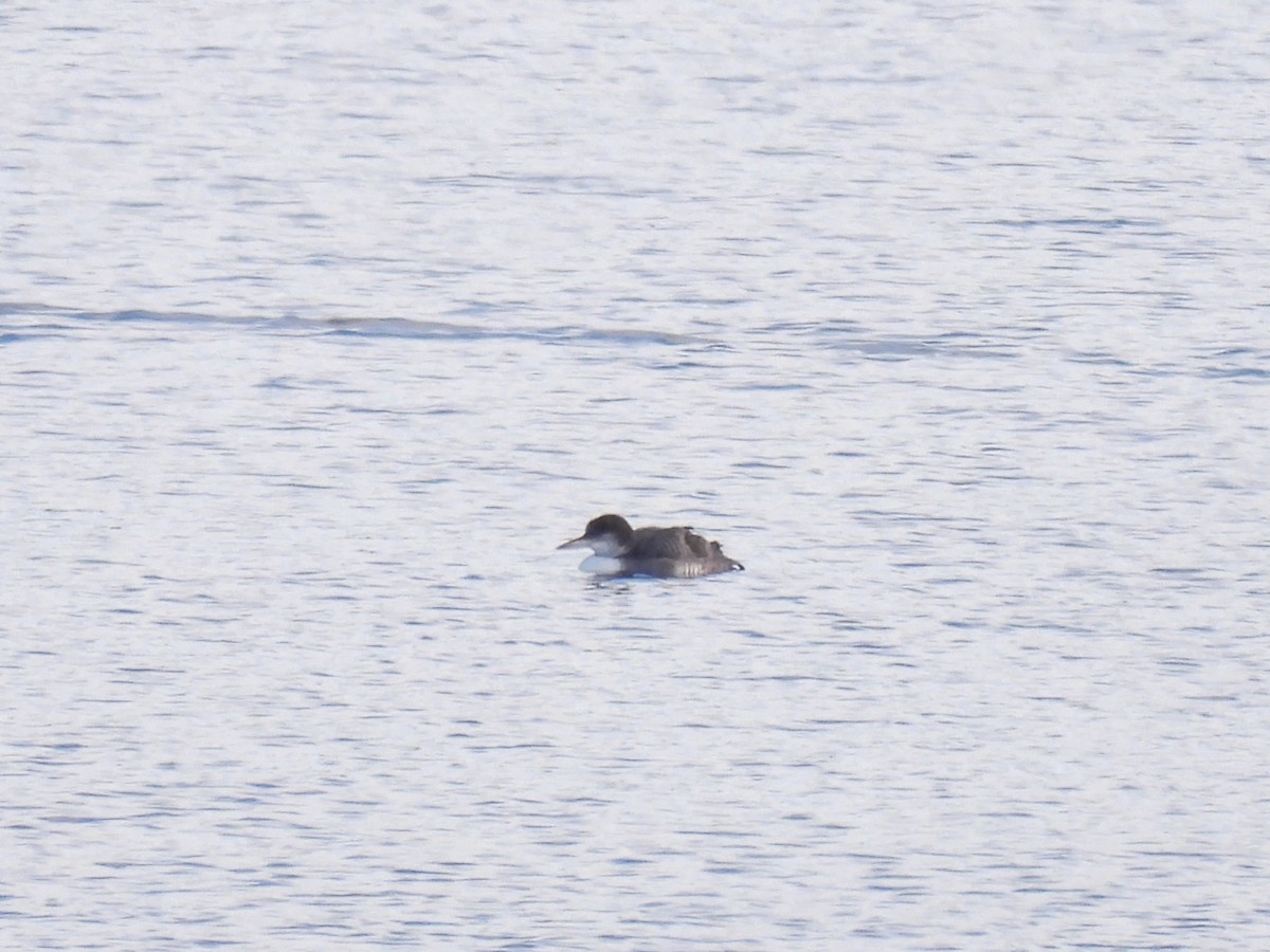 Common Loon - ML645890107