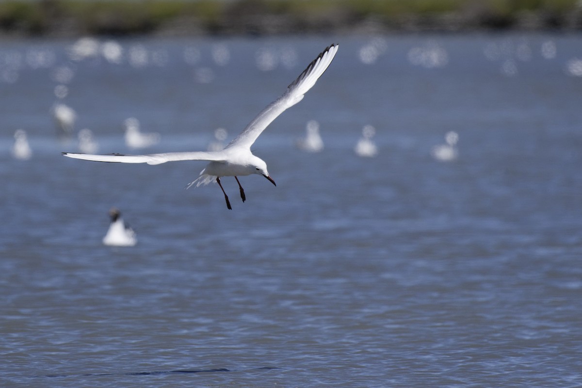 Slender-billed Gull - ML645890123