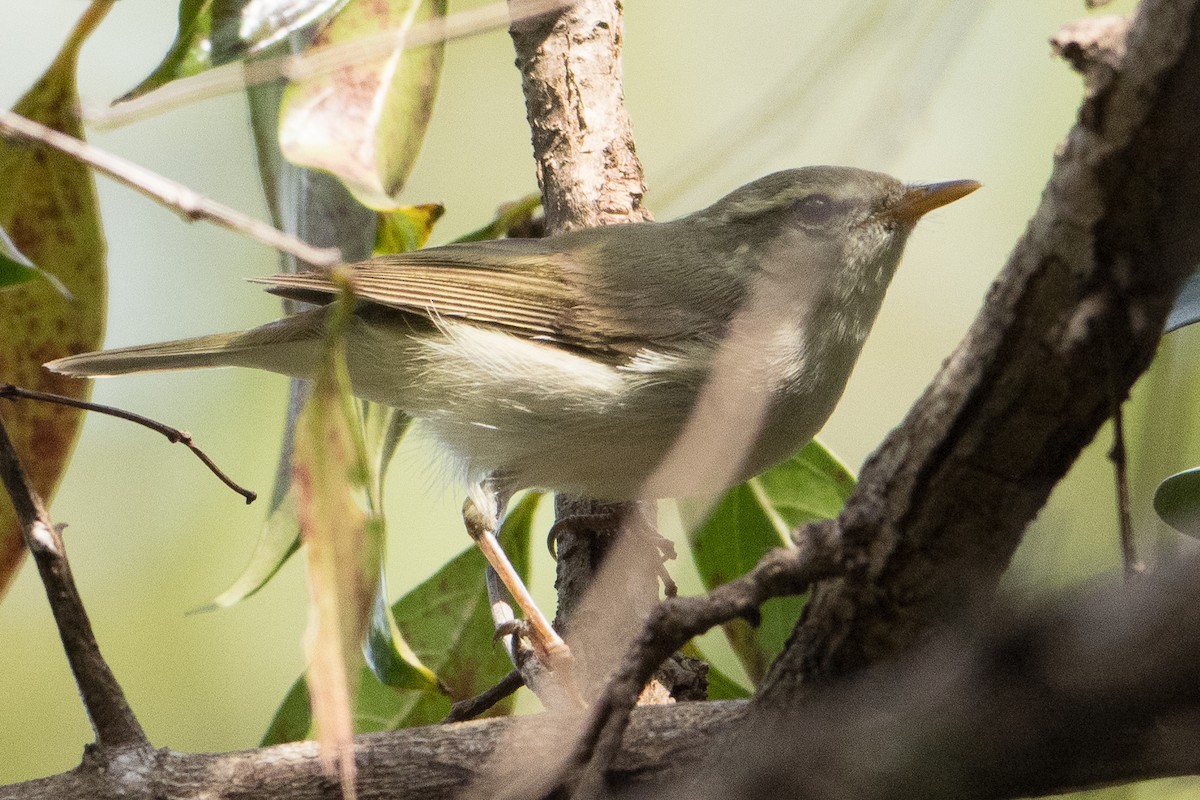 østsanger - ML645890124