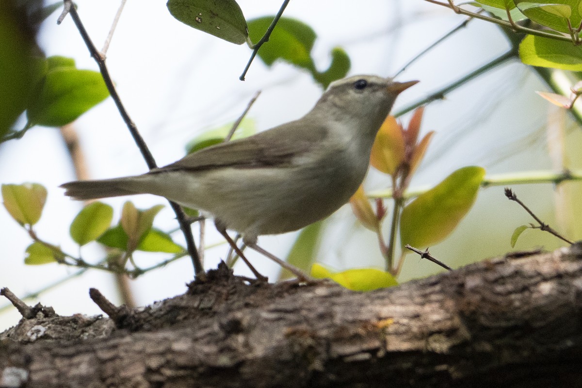 østsanger - ML645890125