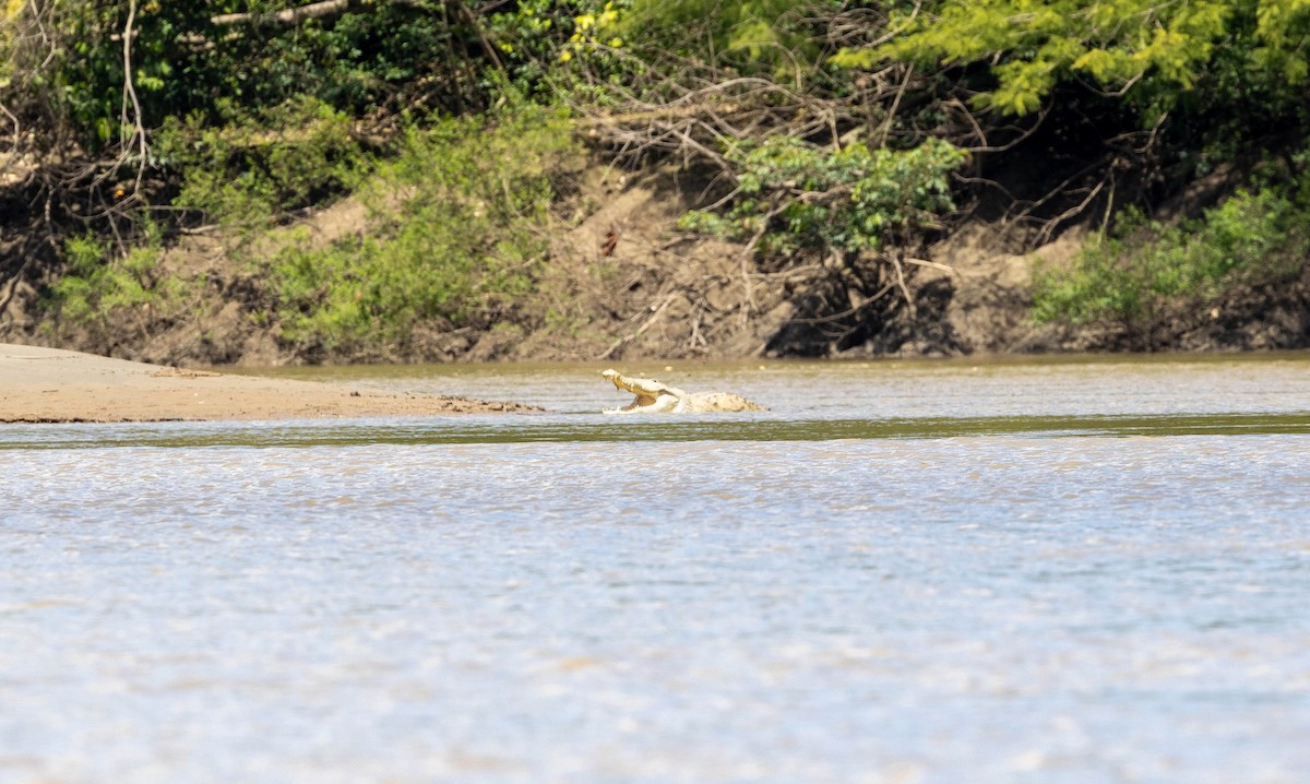 Orinoco Crocodile - ML645890128