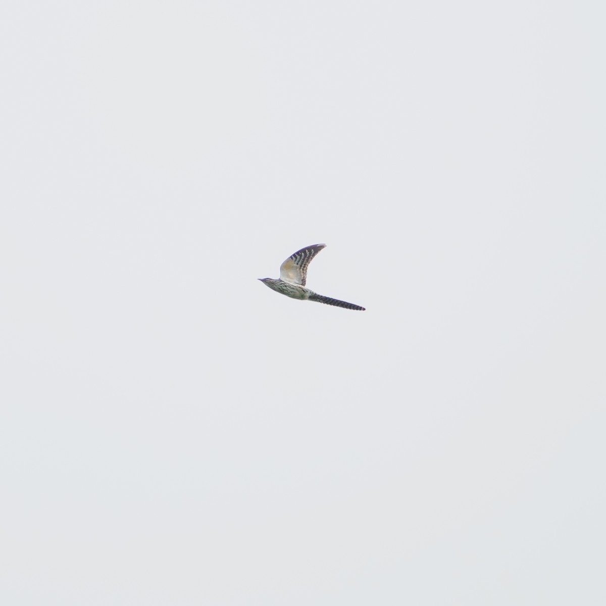 Uzun Kuyruklu Koel - ML645890157