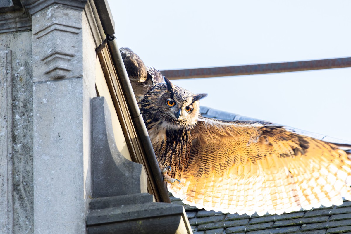 Eurasian Eagle-Owl - ML645890166