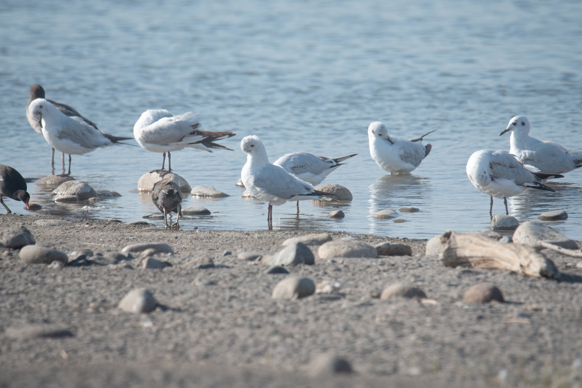 Mouette des Andes - ML645890169