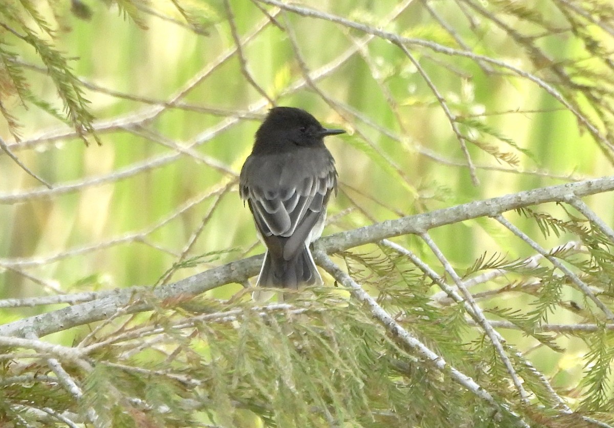 Black Phoebe - ML645890171