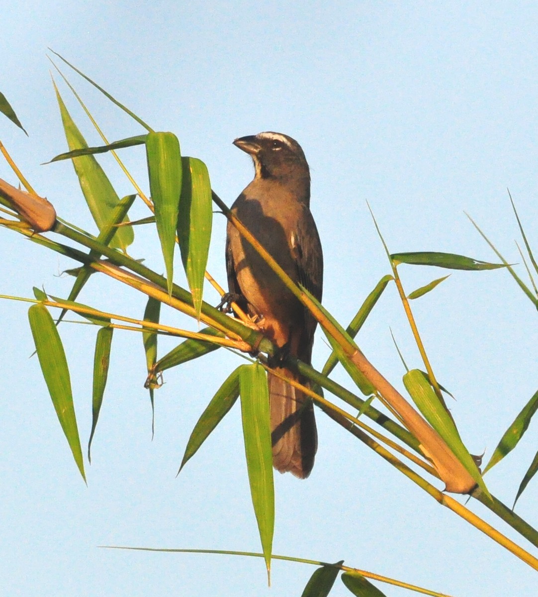 Cinnamon-bellied Saltator - ML645890174