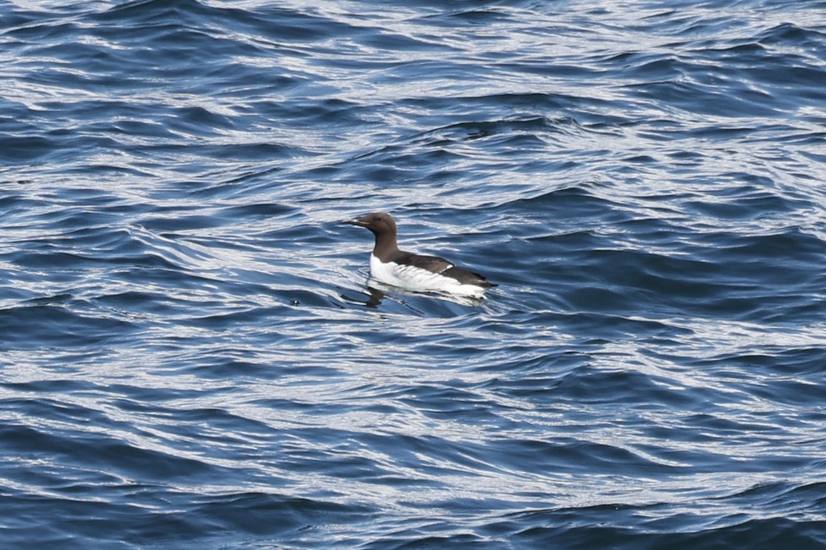 Common Murre - ML645890177