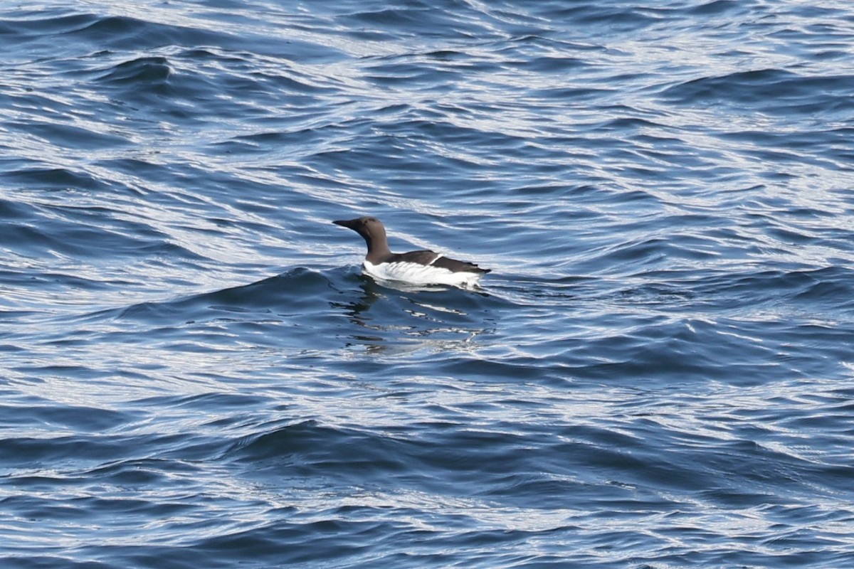 Common Murre - ML645890178