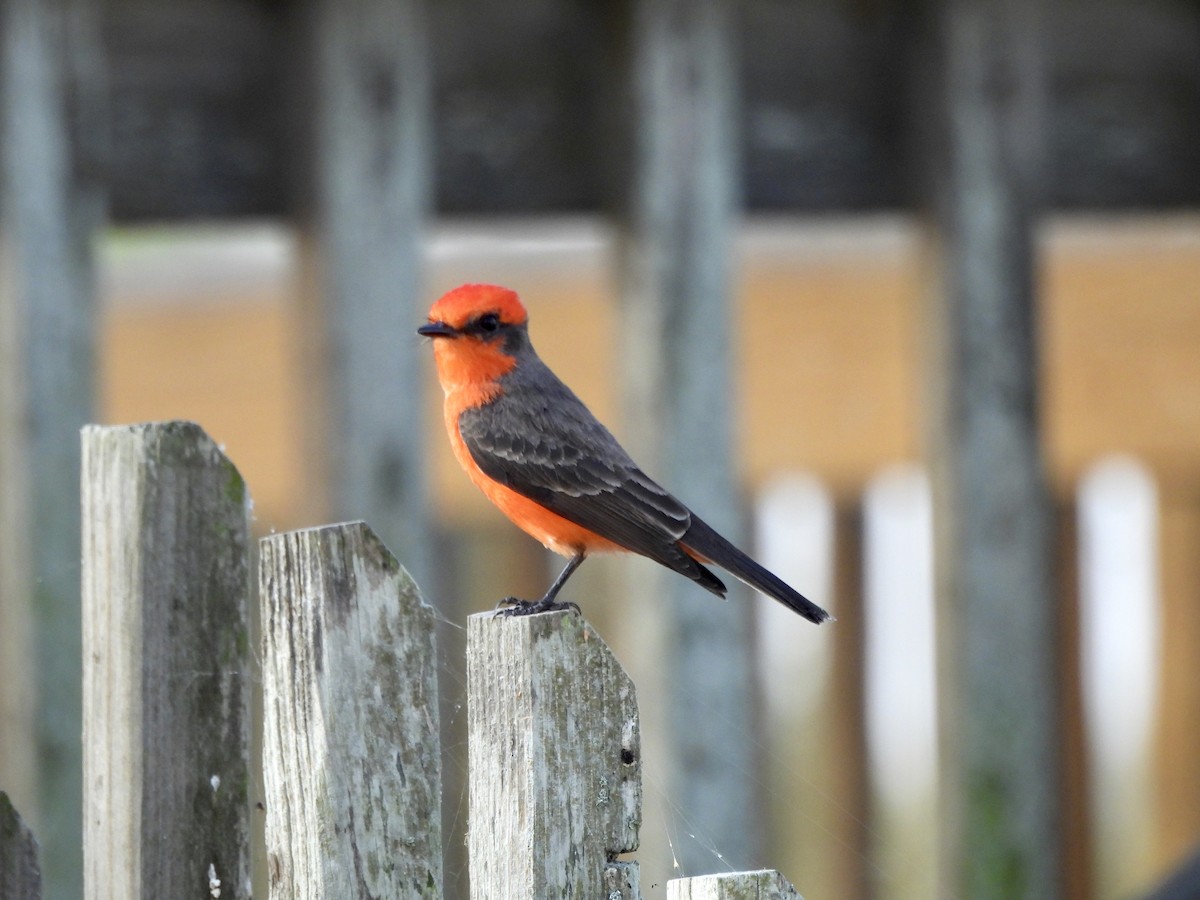 Vermilion Flycatcher - ML645890180