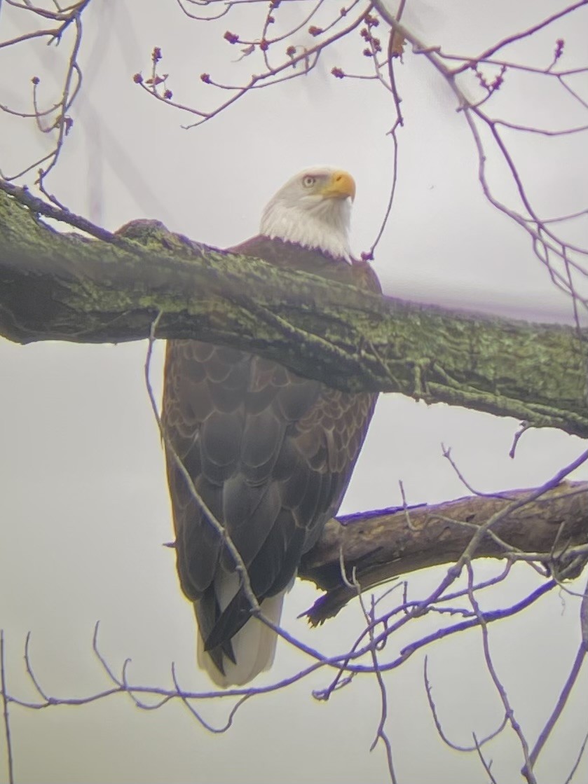 Bald Eagle - ML645890181