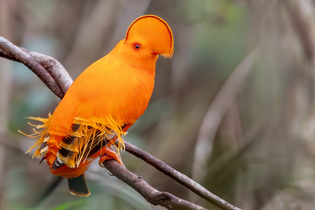Guianan Cock-of-the-rock - ML645890182