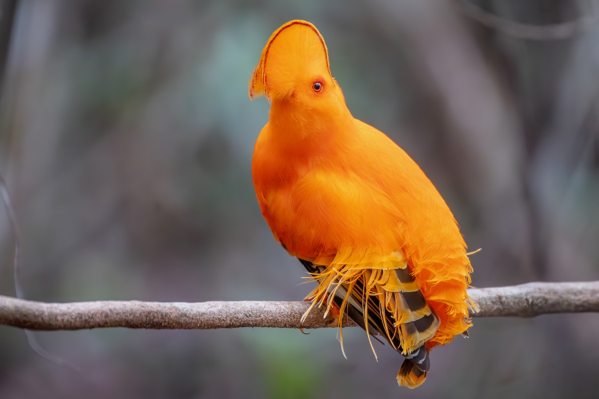 Guianan Cock-of-the-rock - ML645890183