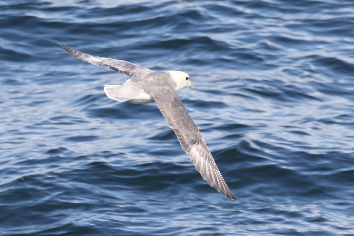 Northern Fulmar - ML645890184