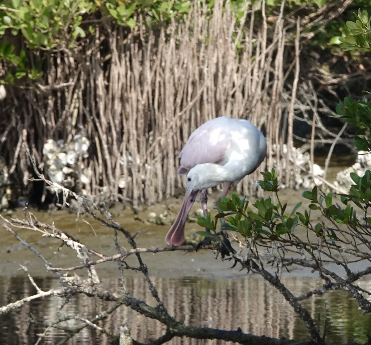 Roseate Spoonbill - ML645890185
