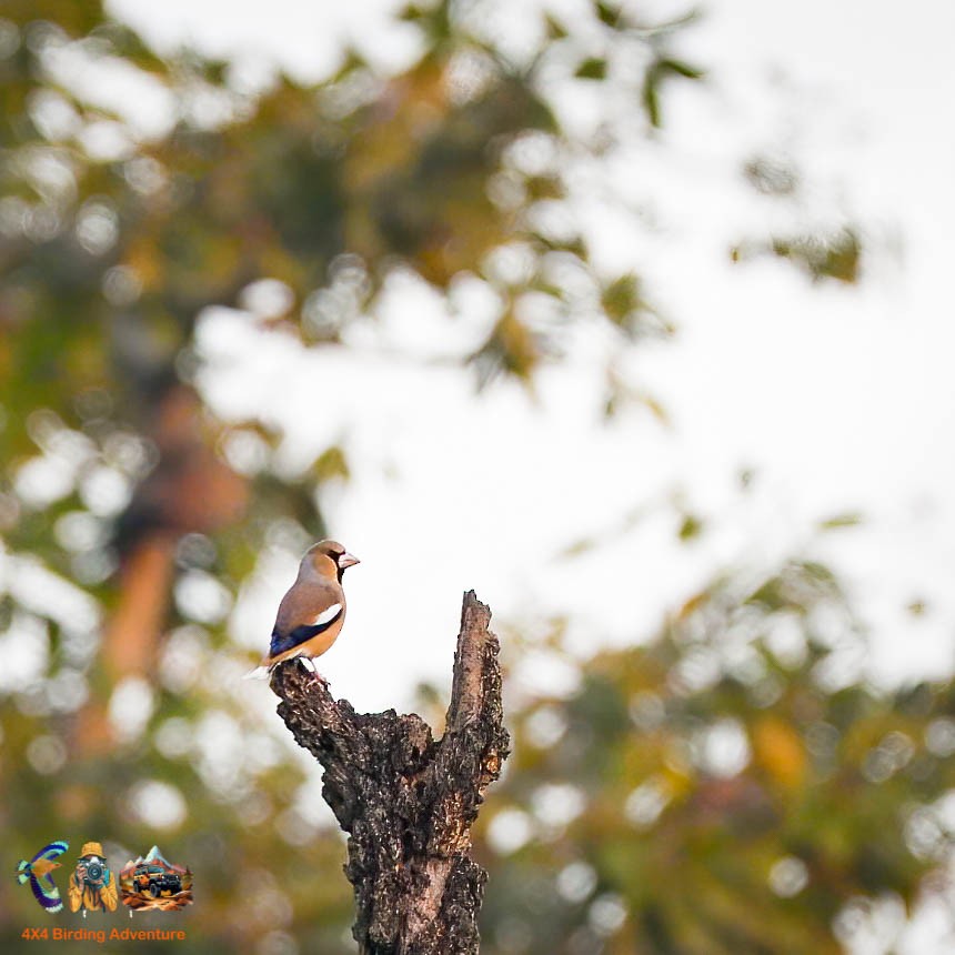 Hawfinch - ML645890186