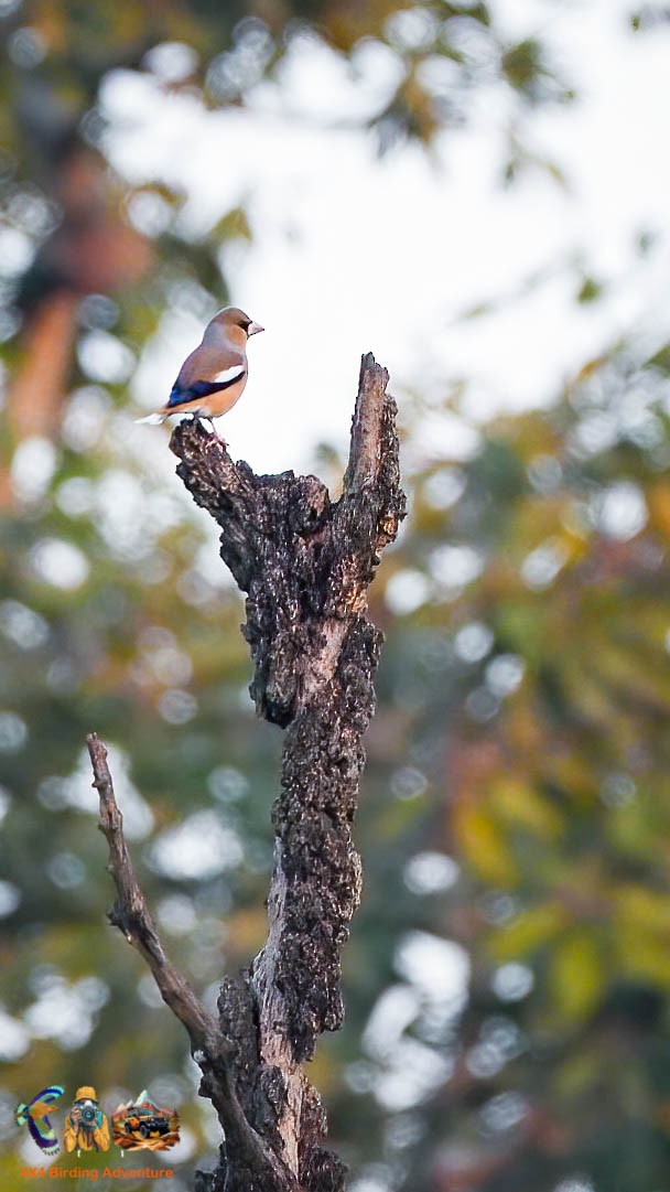 Hawfinch - ML645890187
