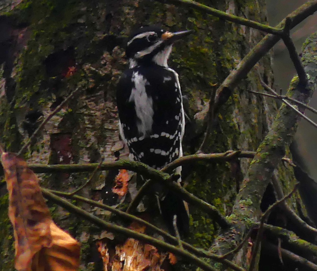 Hairy Woodpecker - ML645890188