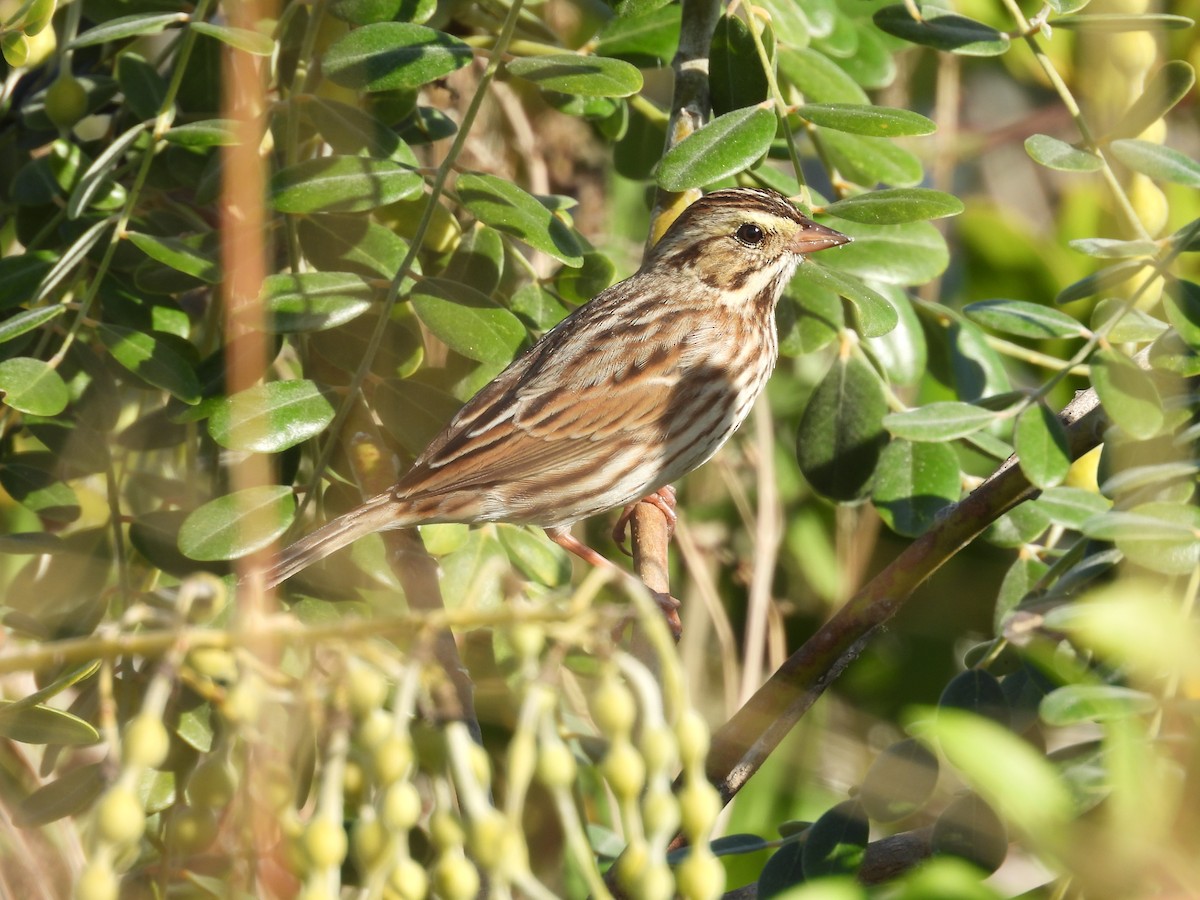 Savannah Sparrow - ML645890189