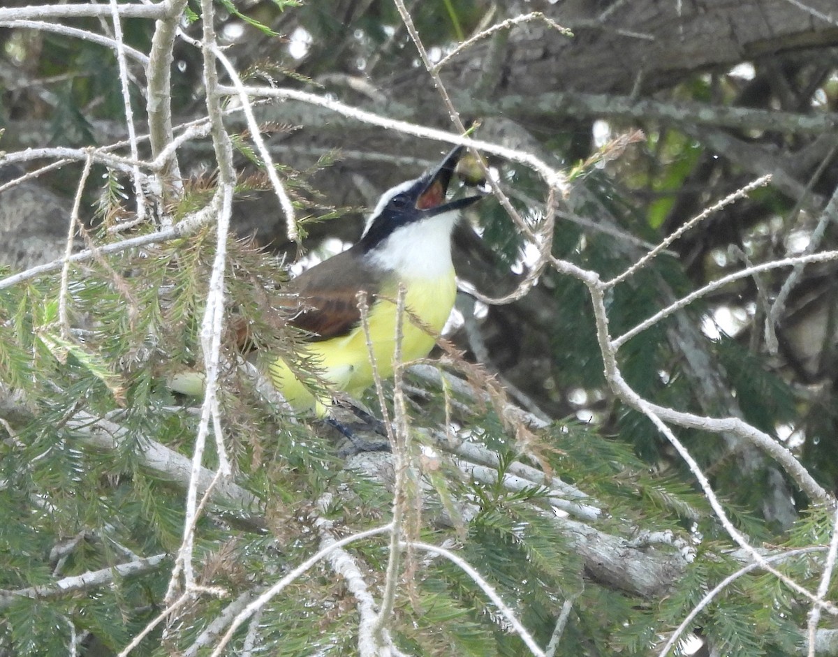 Great Kiskadee - ML645890190