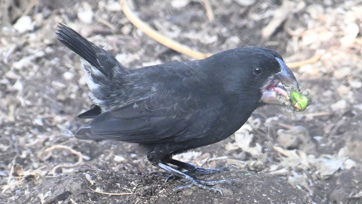 Large Ground-Finch - ML645890191
