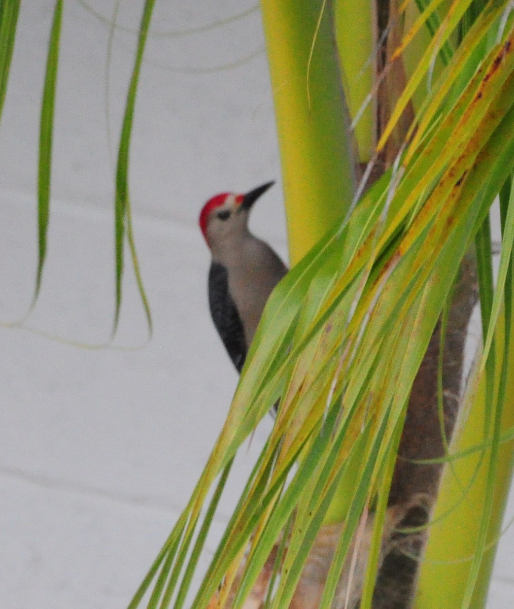Golden-fronted Woodpecker (Velasquez's) - ML645890192