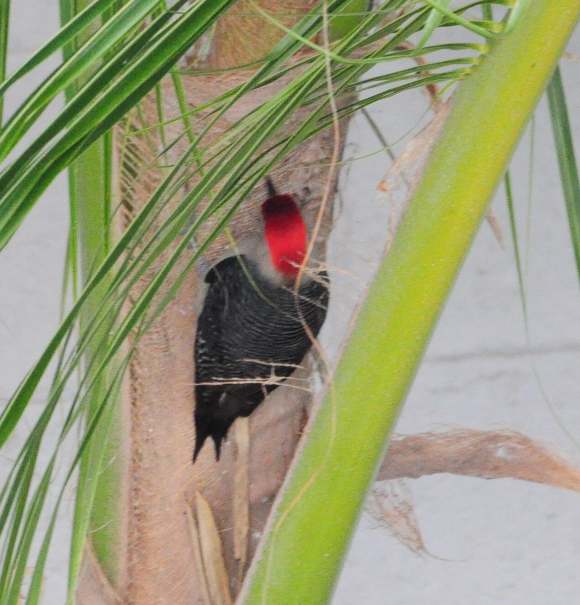 Golden-fronted Woodpecker (Velasquez's) - ML645890193