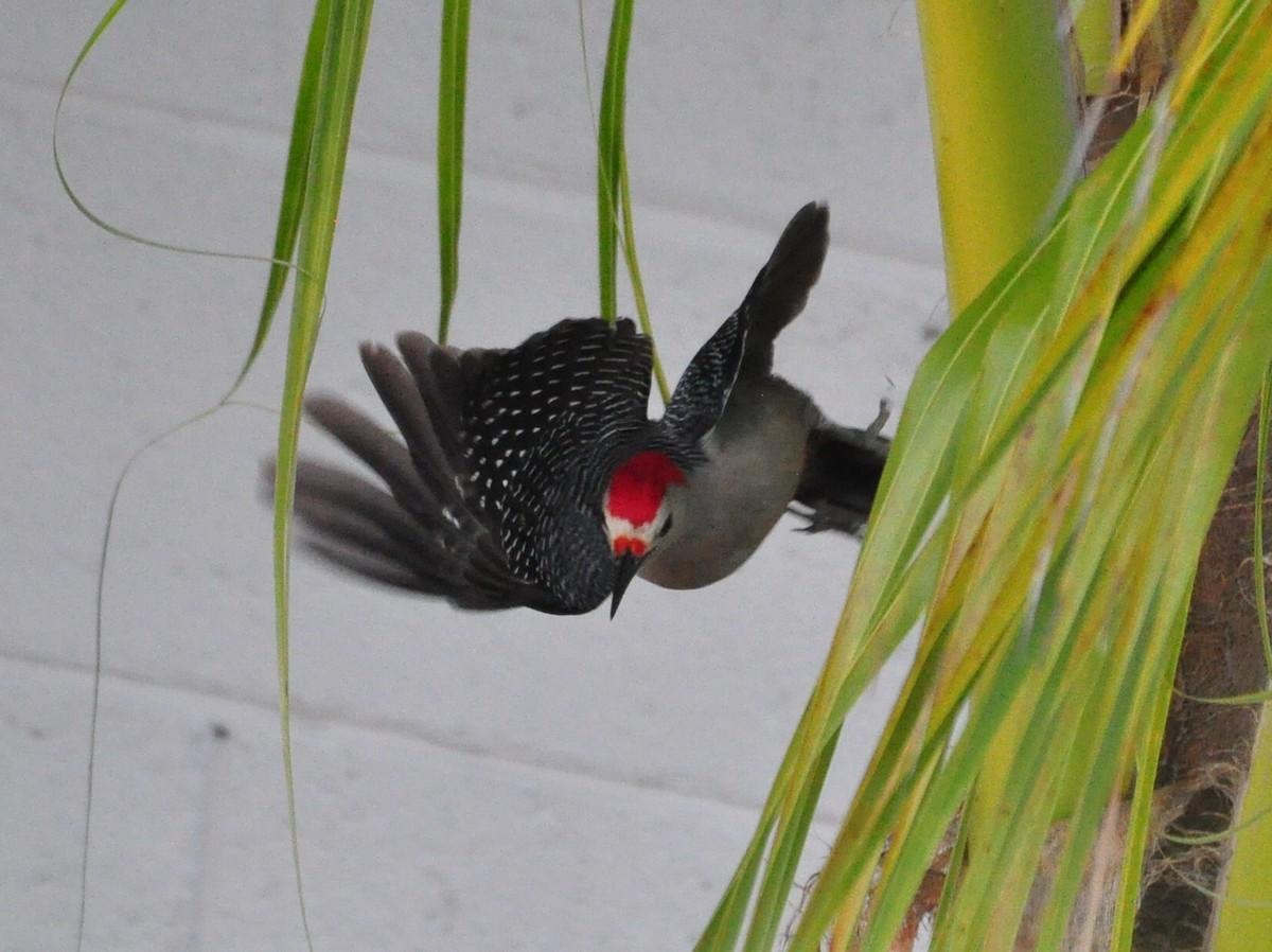 Golden-fronted Woodpecker (Velasquez's) - ML645890194