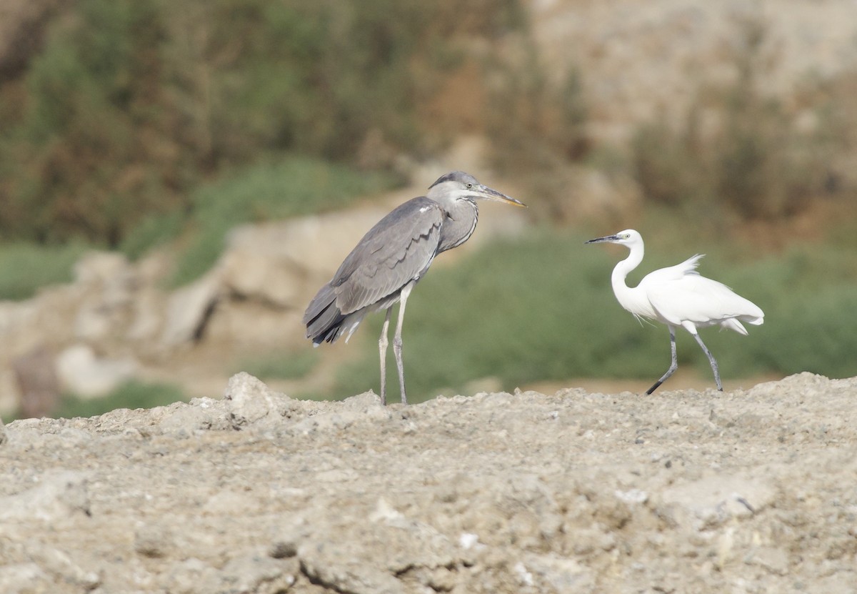 Gray Heron - ML645890195