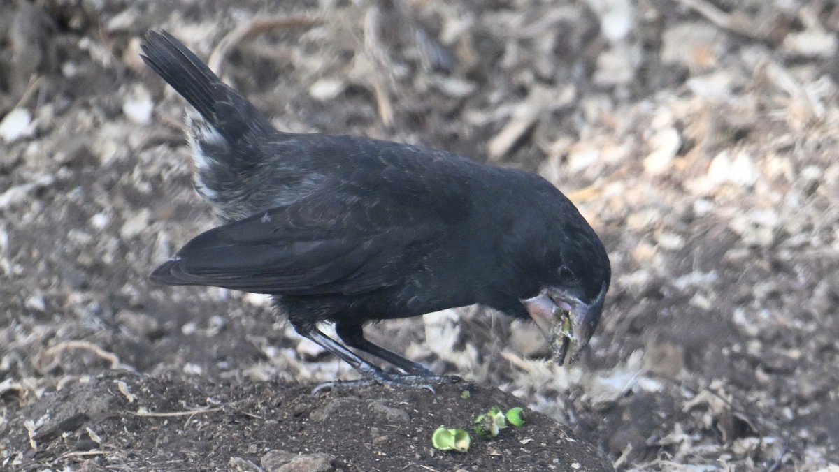 Large Ground-Finch - ML645890196