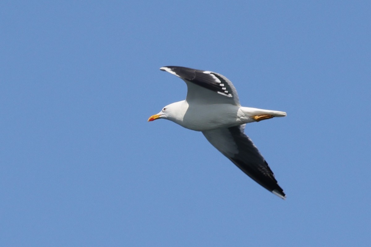 Lesser Black-backed Gull - ML645890197