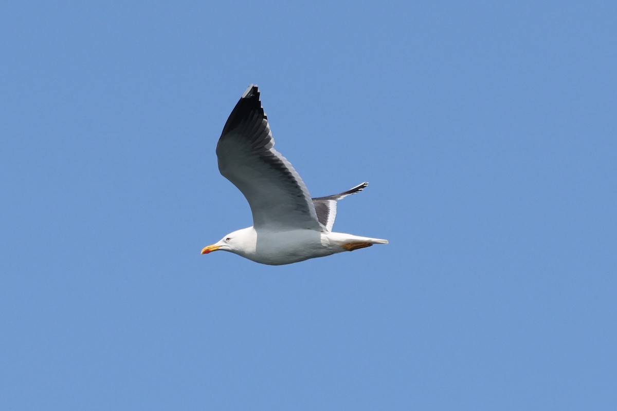 Lesser Black-backed Gull - ML645890198