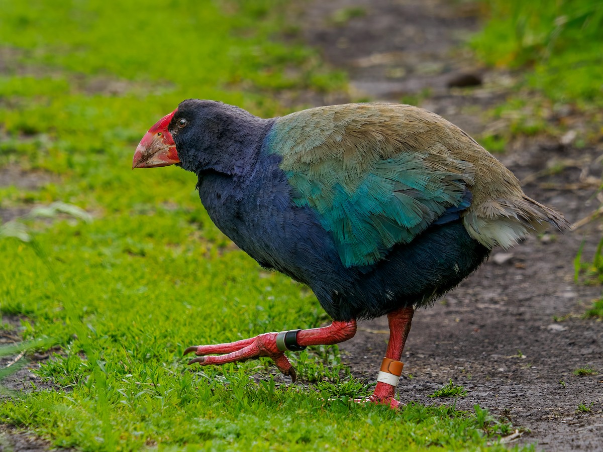 South Island Takahe - ML645890200