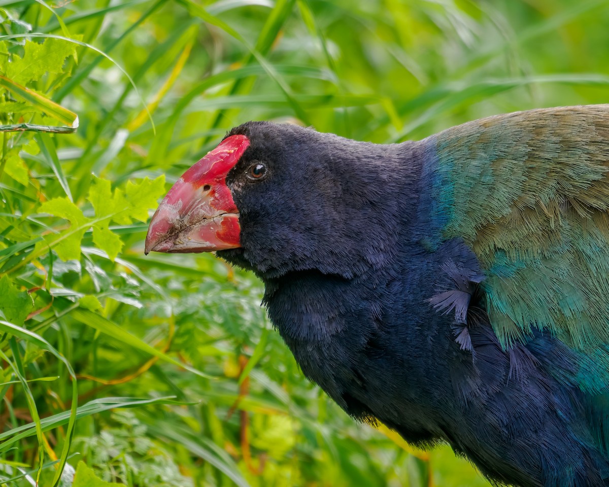 South Island Takahe - ML645890201