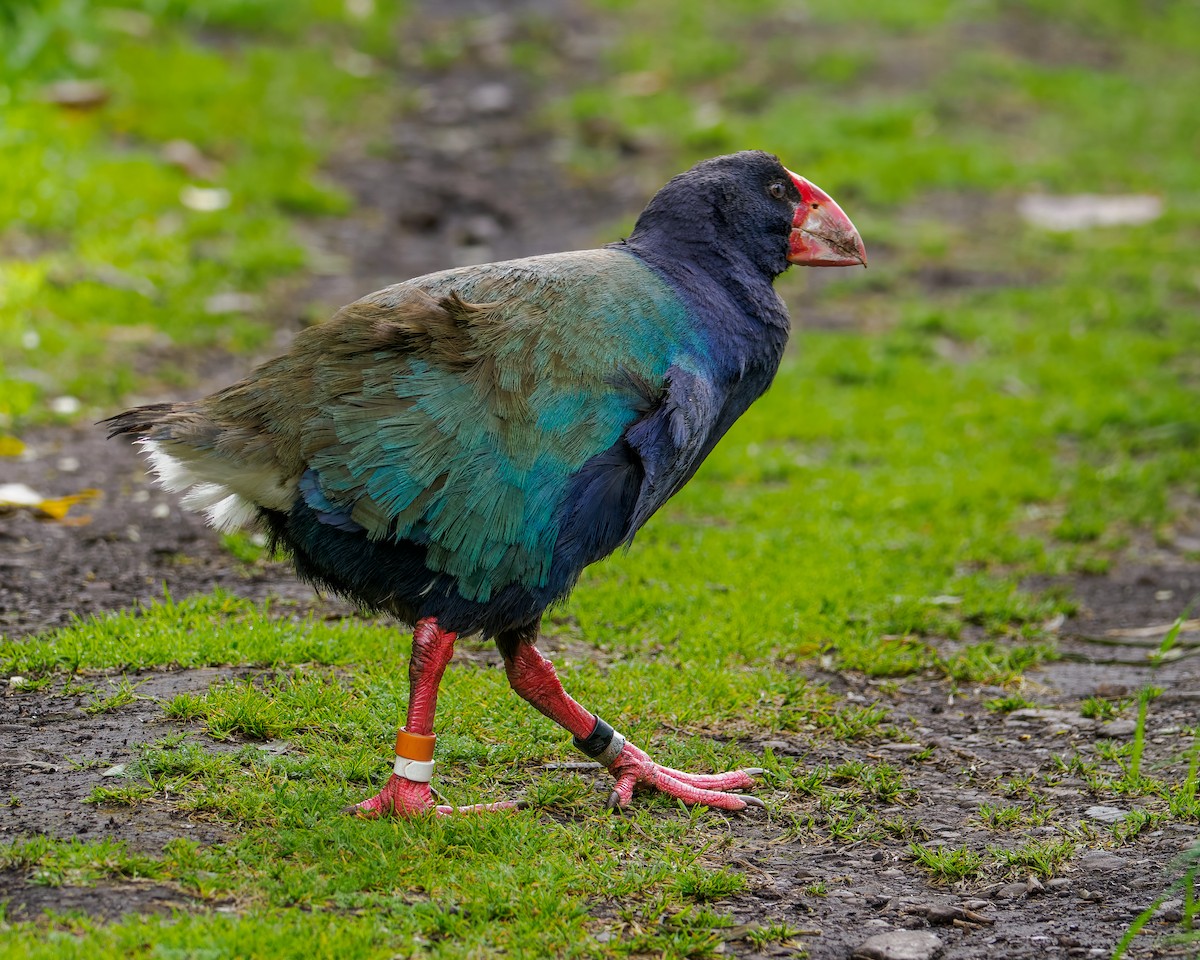 South Island Takahe - ML645890202