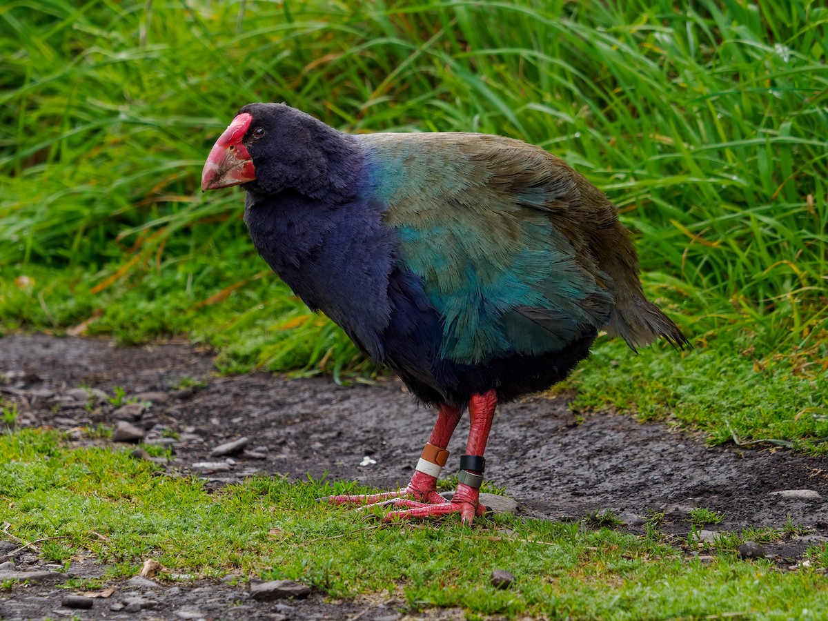 South Island Takahe - ML645890203