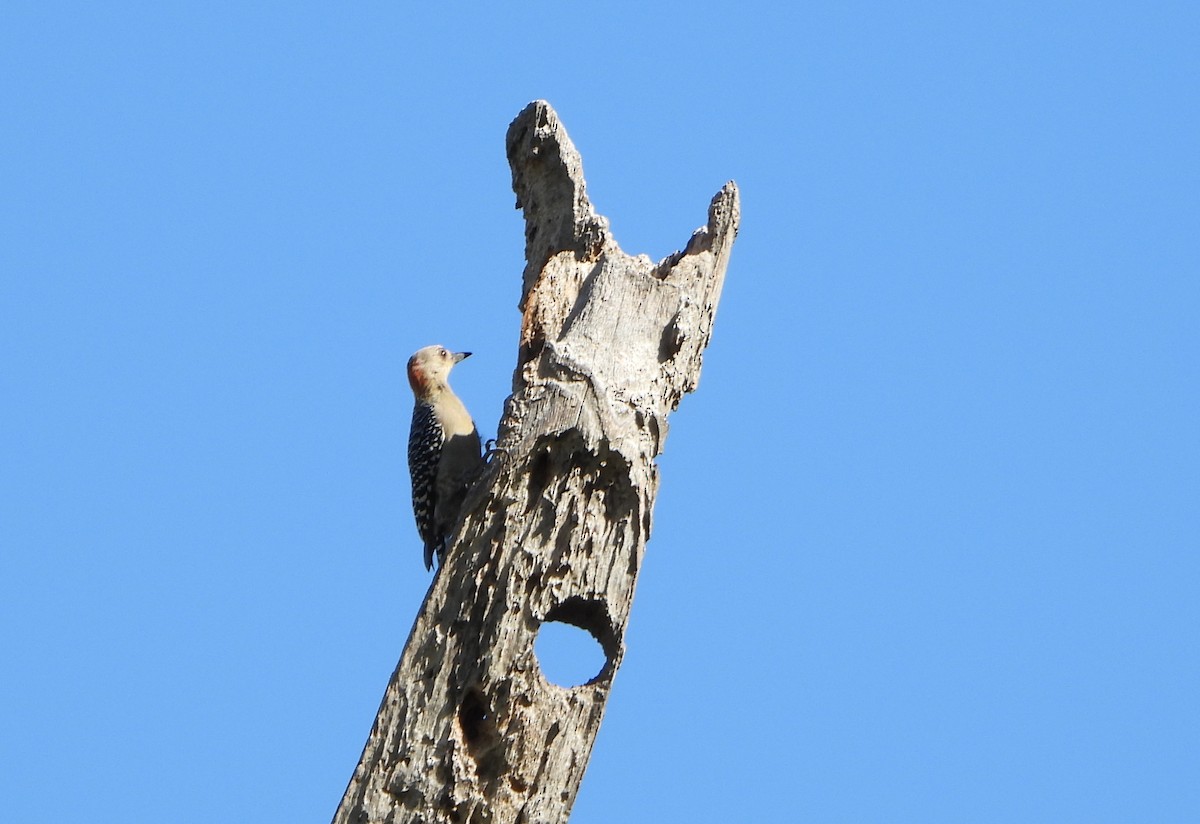Red-crowned Woodpecker - ML645890204