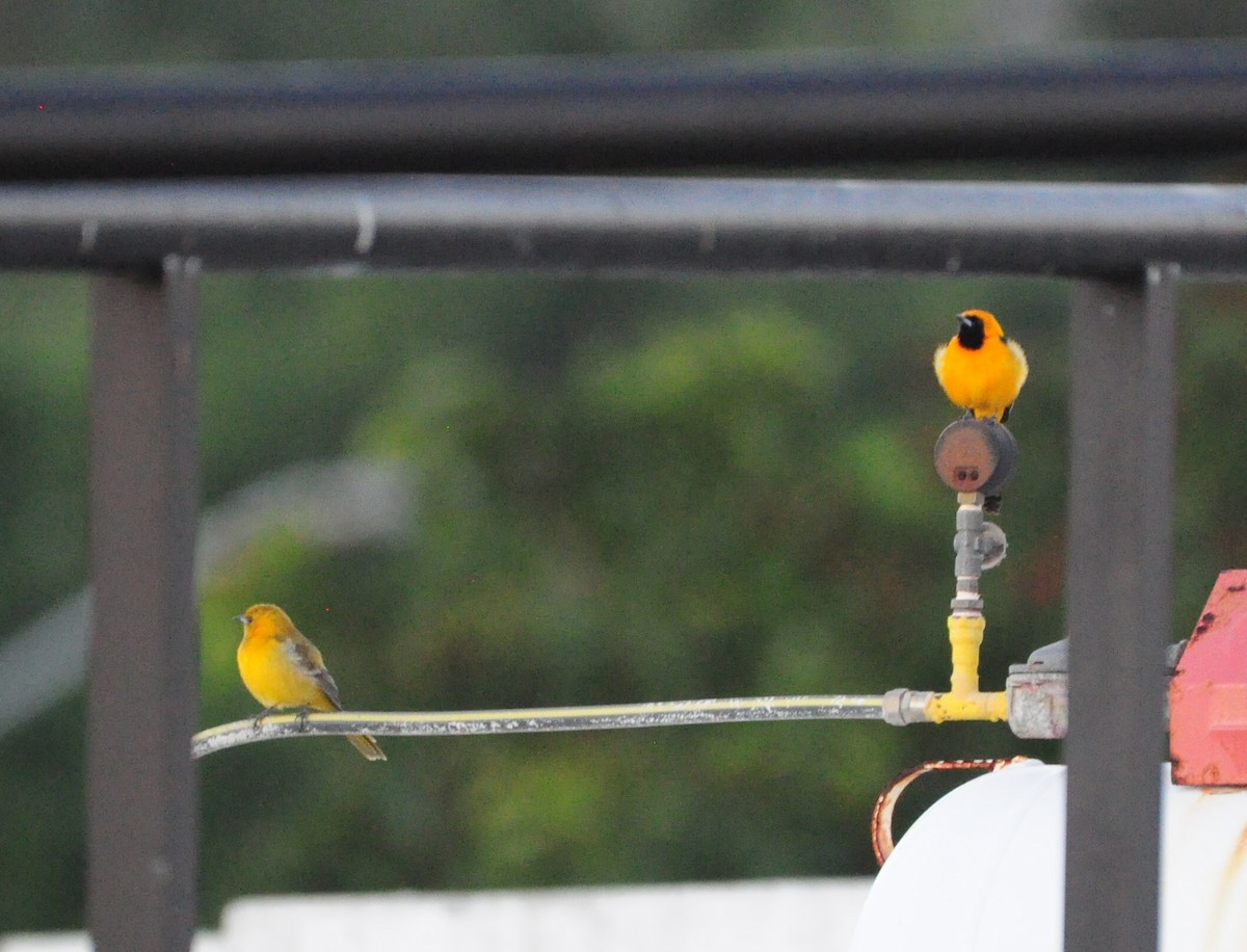 Hooded Oriole - ML645890205