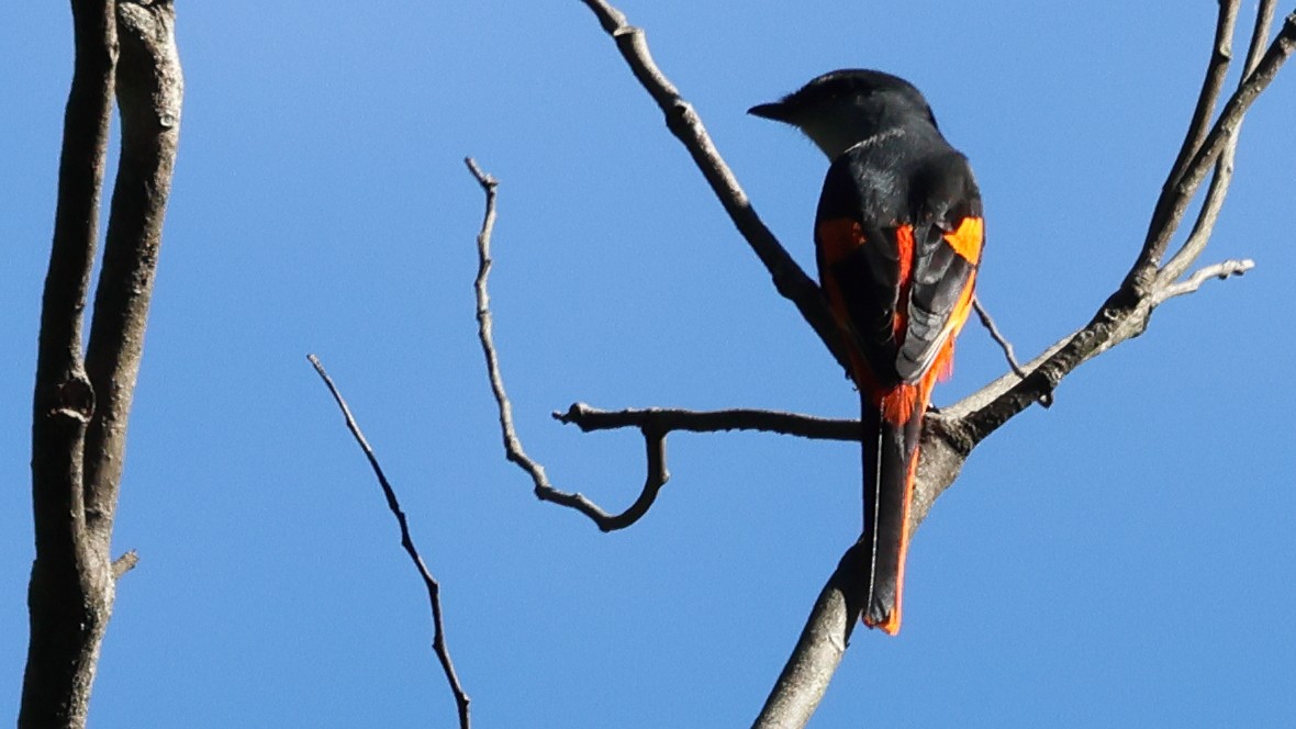 Gray-chinned Minivet - ML645890207