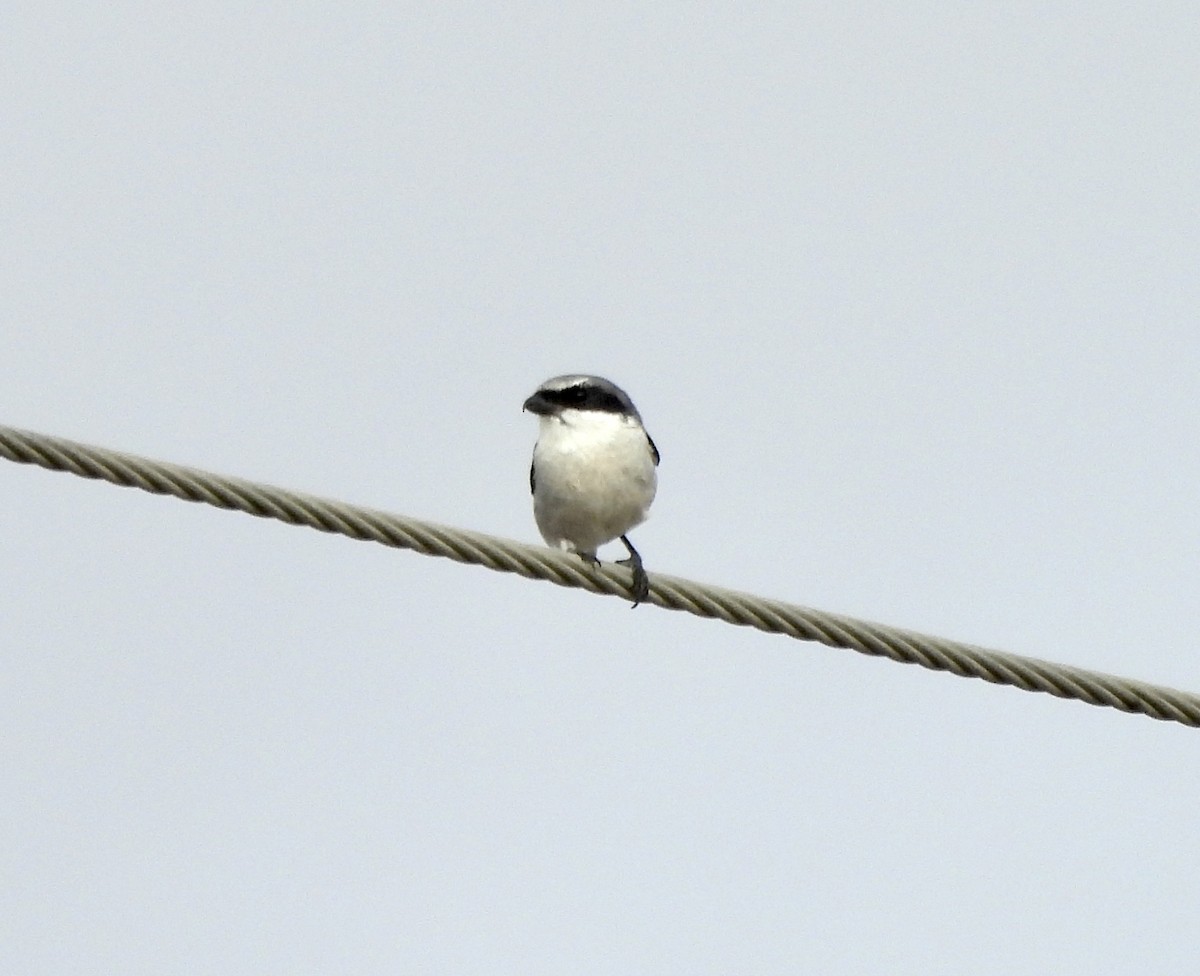 Loggerhead Shrike - ML645890208