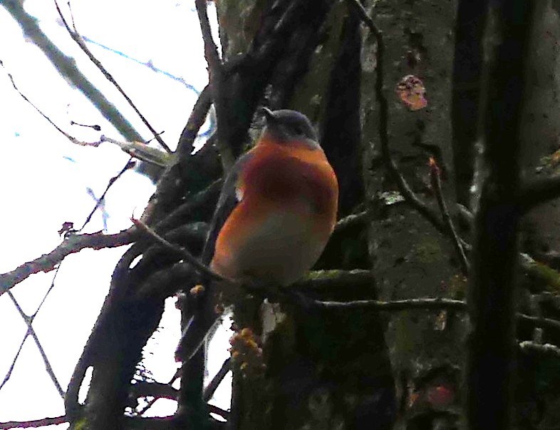 Eastern Bluebird - ML645890219