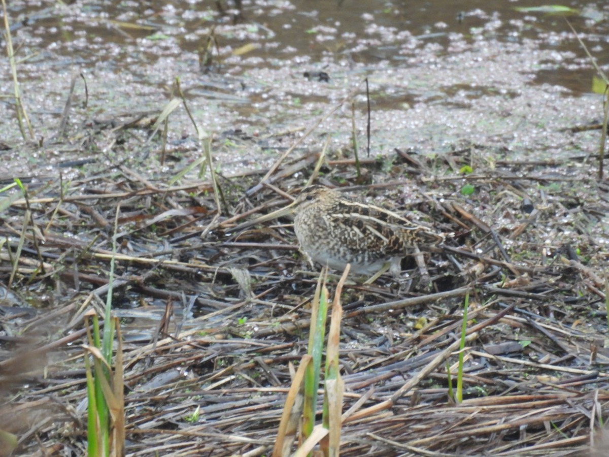 Common Snipe - ML645890220