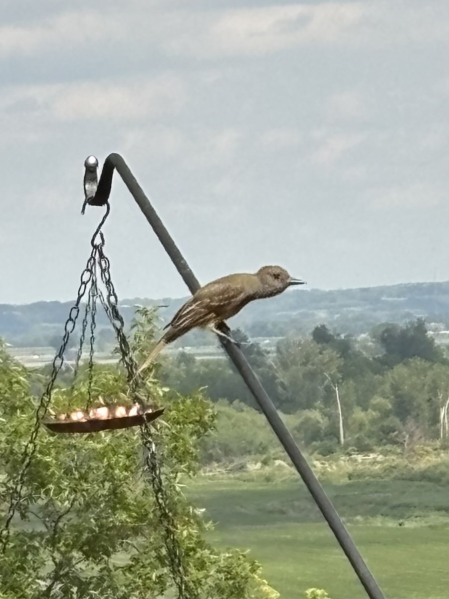 Great Crested Flycatcher - ML645890228
